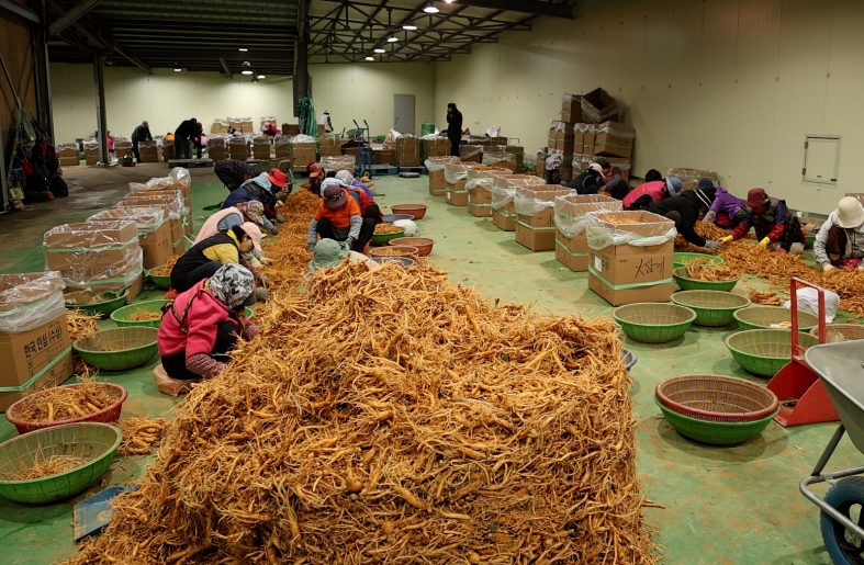 금산군, 케이비에스(KBS) ‘굿모닝 대한민국’ 통해 금산인삼 우수성 알려