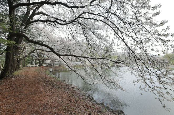 가평군, 청평 옛 중앙내수면연구소 벚꽃길 개방