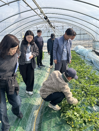 성주참외, 참외 양액재배 시범사업 농가 수확 본격화