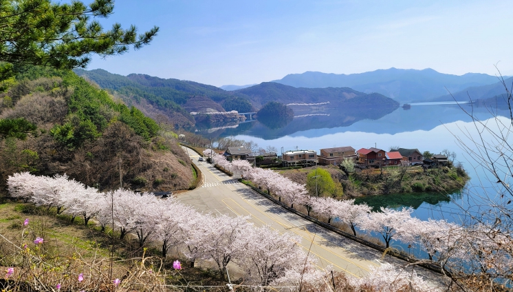 진안군, 늦게 피어 더 여유로운 ‘진안고원 벚꽃 여행’ 추천