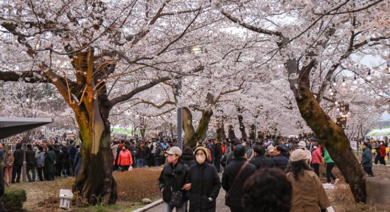 울주군 ‘제7회 울주작천정 벚꽃축제’ 성료… 총 26만명 방문
