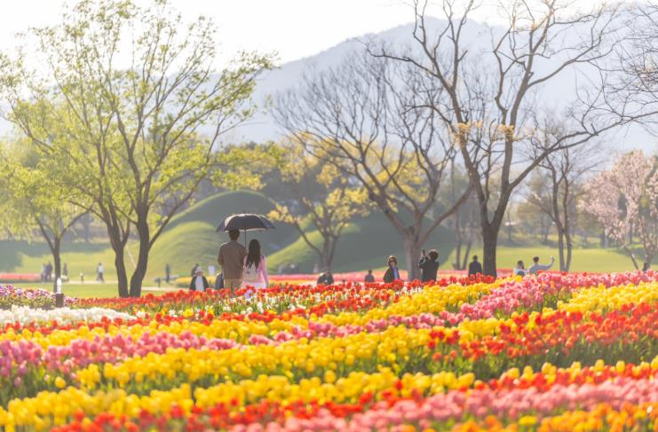 순천만국가정원 튤립 절정, “지금 놓치면 1년 기다린다”
