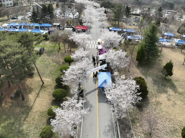 예산군, 국립공주대 산업과학대학 'Draw; 봄을 그리다' 벚꽃 축제 성료