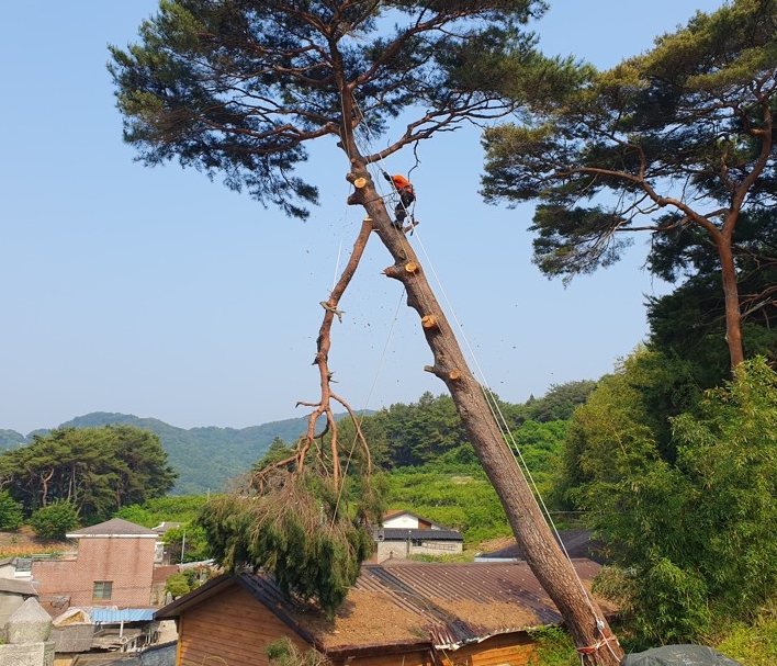 산청군, 재해예방 벌채사업 본격 추진