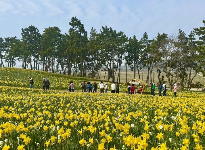 신안 선도 ‘섬 수선화 축제’ 이번 주말 절정