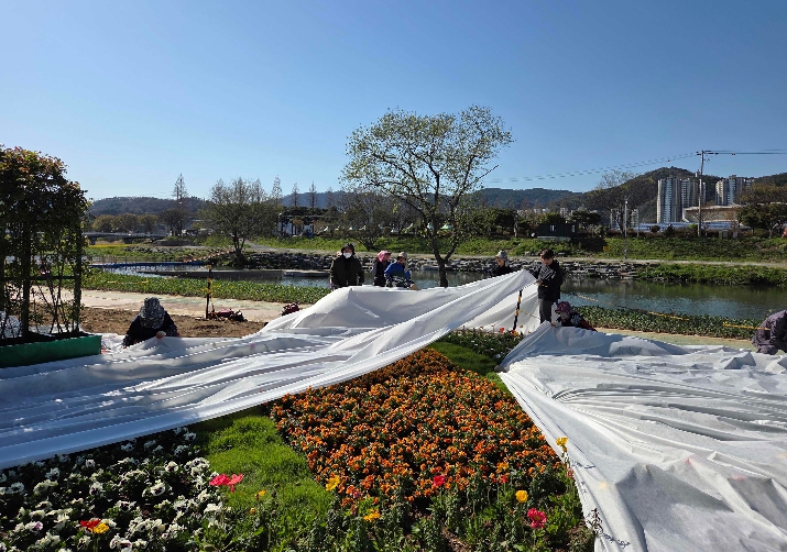 화순군, 우박·서리에도 봄꽃 축제 준비 차질 없이 진행 