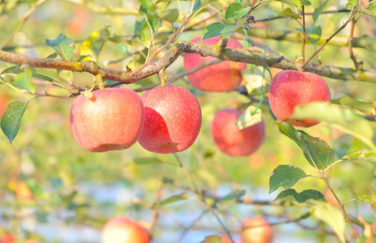 순창군, 과수 화상병 원천 차단 나선다
