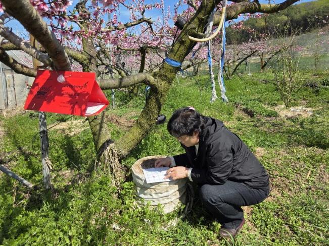 고흥군, 복숭아순나방 발생 대비 적기 방제 당부