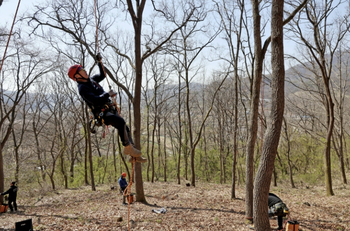 로프 하나에 몸을 맡긴다…괴산군 '하늘 위의 나무 의사' 양성소