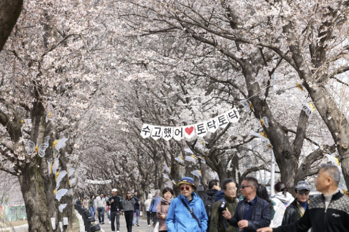 보은군, '2026 보은 벚꽃길 축제' 성황리 마무리