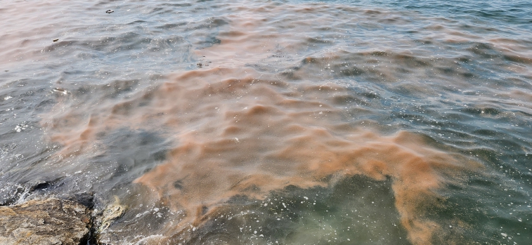 “바다 주황빛 적조?” 경기도, 무해성 ‘야광충’ 확인. 인체·수산물 영향 없어