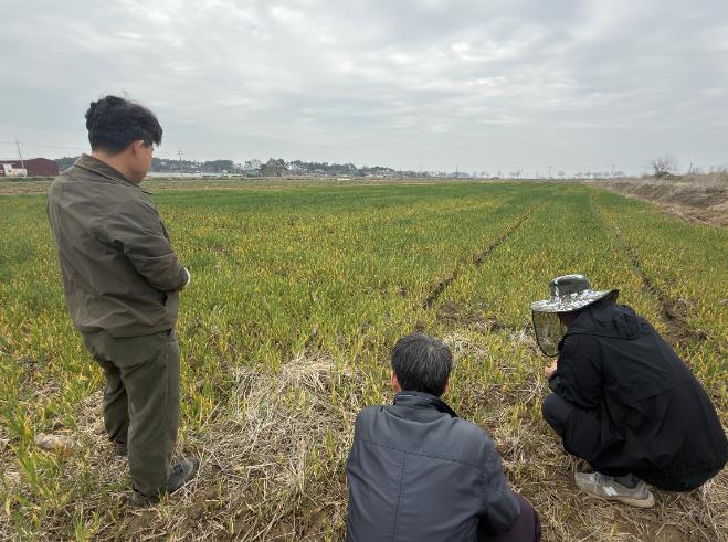 부안군, 보리 출수기 붉은곰팡이병 사전 예방 당부