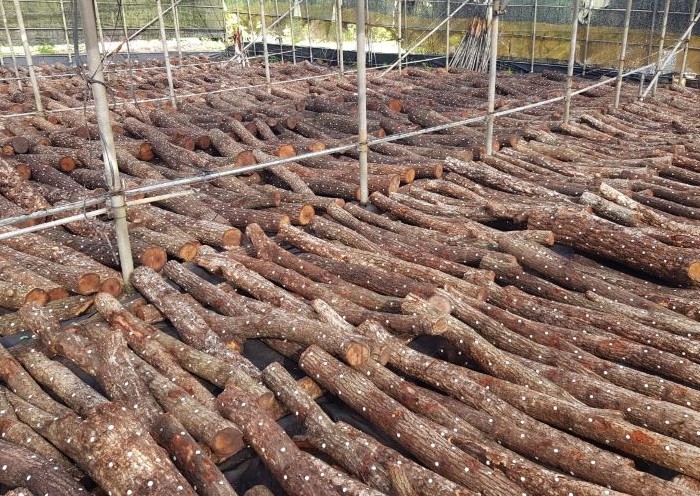 서귀포시, 임가 소득 높이고 경영 부담 덜어주는 보조사업 추진