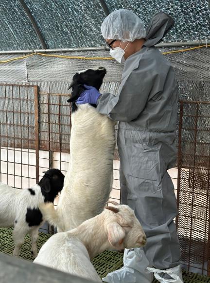 경기도 염소질병 검사결과, 인수공통전염병 큐열 항체 검출되어 지속관리 필요